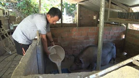 Đề xuất không cho chăn nuôi trong nội thành Hội An, Tam Kỳ và Điện Bàn - Ảnh 1. Đề xuất không cho chăn nuôi trong nội thành Hội An, Tam Kỳ và Điện Bàn - Ảnh 1.