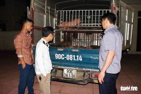 Bắt xe chở 50 con heo giống nhiễm bệnh từ Hà Tĩnh ra Hà Nam - Ảnh 1. Bắt xe chở 50 con heo giống nhiễm bệnh từ Hà Tĩnh ra Hà Nam - Ảnh 1.