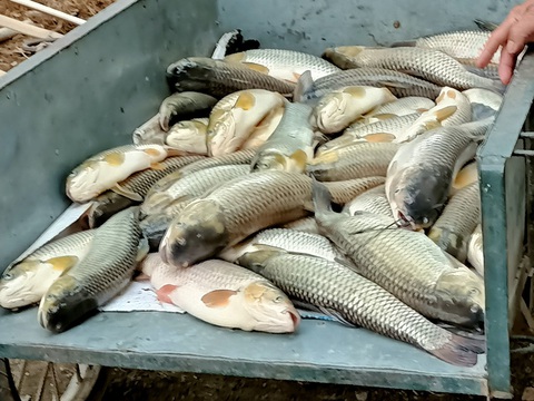 Cá lại chết hàng loạt trên sông Mã, hơn 14 tấn chỉ trong ngày 14-4 - Ảnh 2. Cá lại chết hàng loạt trên sông Mã, hơn 14 tấn chỉ trong ngày 14-4 - Ảnh 2.