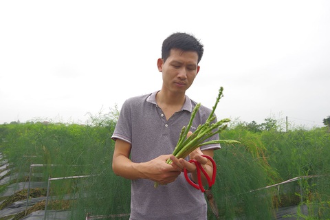 Khởi nghiệp từ rau hoàng đế - Ảnh 1. Khởi nghiệp từ rau hoàng đế - Ảnh 1.