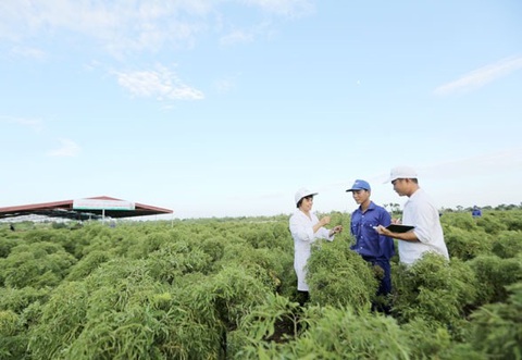 Cây trăm tỉ trong thuốc bổ não thảo dược đứng đầu thị trường Việt Nam - Ảnh 1. Cây trăm tỉ trong thuốc bổ não thảo dược đứng đầu thị trường Việt Nam - Ảnh 1.