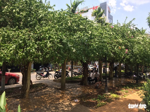 Xót xa giàn hoa giấy cổ thụ bị cưa đứt hết gốc trong đêm - Ảnh 2. Xót xa giàn hoa giấy cổ thụ bị cưa đứt hết gốc trong đêm - Ảnh 2.