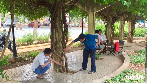 Xót xa giàn hoa giấy cổ thụ bị cưa đứt hết gốc trong đêm - Ảnh 5. Xót xa giàn hoa giấy cổ thụ bị cưa đứt hết gốc trong đêm - Ảnh 5.