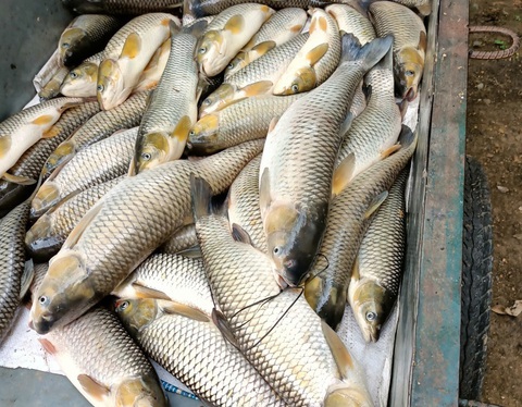 Đình chỉ hoạt động doanh nghiệp xả thải chưa qua xử lý xuống sông Mã - Ảnh 2. Đình chỉ hoạt động doanh nghiệp xả thải chưa qua xử lý xuống sông Mã - Ảnh 2.