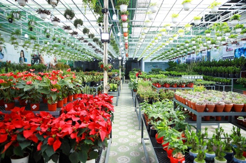 VsetGroup tiếp tục khai trương Siêu thị Cây xanh - Ảnh 2. VsetGroup tiếp tục khai trương Siêu thị Cây xanh - Ảnh 2.