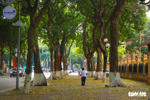 Con đường đẹp nhất Hà Nội rực vàng mùa sấu thay lá - Ảnh 2. Con đường đẹp nhất Hà Nội rực vàng mùa sấu thay lá - Ảnh 2.
