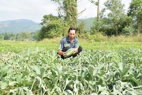 Gần 3 sào dưa hấu chuẩn bị thu hoạch bị cắt, nhổ gốc trong đêm - Ảnh 2. Gần 3 sào dưa hấu chuẩn bị thu hoạch bị cắt, nhổ gốc trong đêm - Ảnh 2.