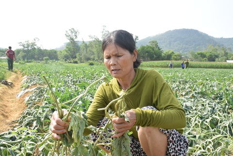 Gần 3 sào dưa hấu chuẩn bị thu hoạch bị cắt, nhổ gốc trong đêm - Ảnh 4. Gần 3 sào dưa hấu chuẩn bị thu hoạch bị cắt, nhổ gốc trong đêm - Ảnh 4.
