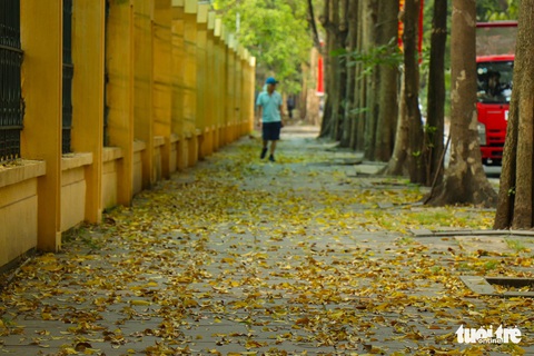 Con đường đẹp nhất Hà Nội rực vàng mùa sấu thay lá - Ảnh 8. Con đường đẹp nhất Hà Nội rực vàng mùa sấu thay lá - Ảnh 8.
