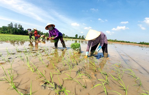 Cục Sở hữu trí tuệ: Chỉ bảo hộ giống lúa ST25, không thể bảo hộ gạo ST25 - Ảnh 2. Cục Sở hữu trí tuệ: Chỉ bảo hộ giống lúa ST25, không thể bảo hộ gạo ST25 - Ảnh 2.