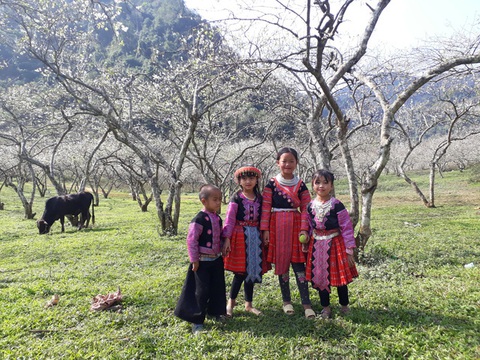 Chạy bộ thôi, nhớ đừng… hái mận! - Ảnh 1. Chạy bộ thôi, nhớ đừng… hái mận! - Ảnh 1.