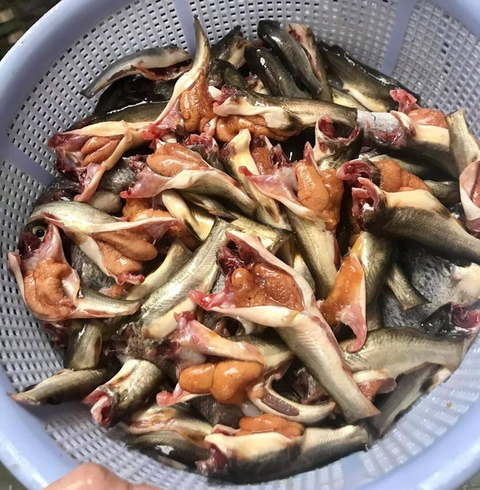 Con cá chốt giấy Cà Mau và cô Năm kho quẹt - Ảnh 5. Con cá chốt giấy Cà Mau và cô Năm kho quẹt - Ảnh 5.