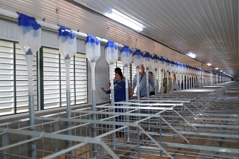 Japfa khánh thành trại heo Đắk Nhau quy mô 10.000 nái - Ảnh 3. Japfa khánh thành trại heo Đắk Nhau quy mô 10.000 nái - Ảnh 3.