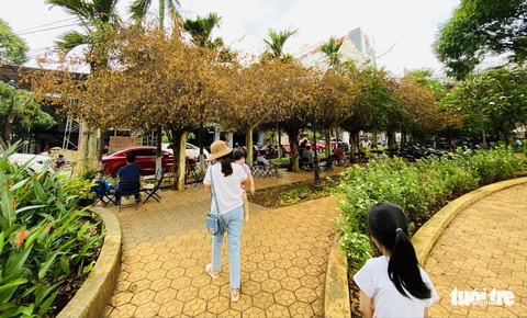 Công an truy tìm người cưa gốc giàn hoa giấy cổ thụ tại Buôn Ma Thuột - Ảnh 1. Công an truy tìm người cưa gốc giàn hoa giấy cổ thụ tại Buôn Ma Thuột - Ảnh 1.