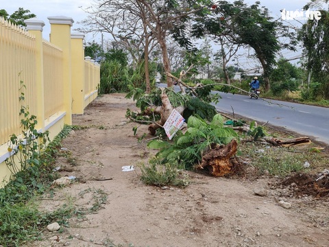 Sau vụ cây phượng đè chết nữ điều dưỡng, cho rà soát toàn bộ cây xanh - Ảnh 1. Sau vụ cây phượng đè chết nữ điều dưỡng, cho rà soát toàn bộ cây xanh - Ảnh 1.