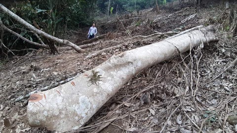 Phê bình giám đốc, cảnh cáo nhiều cán bộ để phá rừng đặc dụng Vườn quốc gia Xuân Sơn - Ảnh 1. Phê bình giám đốc, cảnh cáo nhiều cán bộ để phá rừng đặc dụng Vườn quốc gia Xuân Sơn - Ảnh 1.