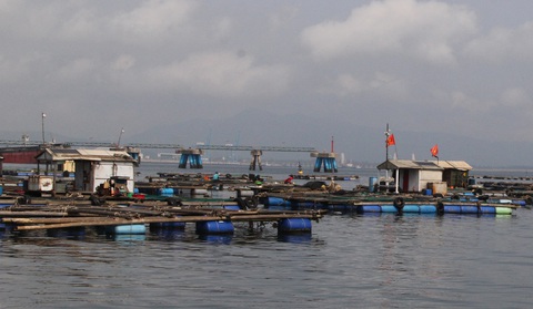 Vụ cá chết ở ven biển Thanh Hóa: Không bán cá chết ra thị trường, giữ cá nuôi lồng - Ảnh 2. Vụ cá chết ở ven biển Thanh Hóa: Không bán cá chết ra thị trường, giữ cá nuôi lồng - Ảnh 2.