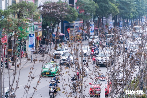 Hà Nội bỏ toàn bộ hàng phong lá đỏ trên đường Nguyễn Chí Thanh - Ảnh 1. Hà Nội bỏ toàn bộ hàng phong lá đỏ trên đường Nguyễn Chí Thanh - Ảnh 1.