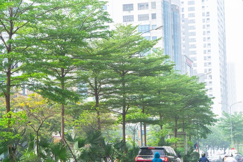 Cây phong lá đỏ ở Hà Nội không phù hợp nên chết khô là tất yếu - Ảnh 8. Cây phong lá đỏ ở Hà Nội không phù hợp nên chết khô là tất yếu - Ảnh 8.