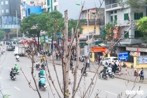 Cây phong lá đỏ ở Hà Nội không phù hợp nên chết khô là tất yếu - Ảnh 2. Cây phong lá đỏ ở Hà Nội không phù hợp nên chết khô là tất yếu - Ảnh 2.