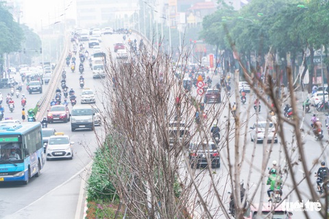 Cây phong lá đỏ ở Hà Nội không phù hợp nên chết khô là tất yếu - Ảnh 1. Cây phong lá đỏ ở Hà Nội không phù hợp nên chết khô là tất yếu - Ảnh 1.