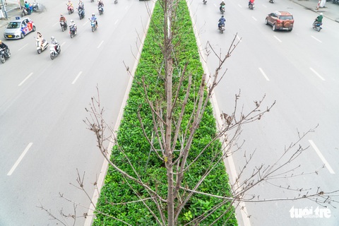 Cây phong lá đỏ ở Hà Nội không phù hợp nên chết khô là tất yếu - Ảnh 4. Cây phong lá đỏ ở Hà Nội không phù hợp nên chết khô là tất yếu - Ảnh 4.