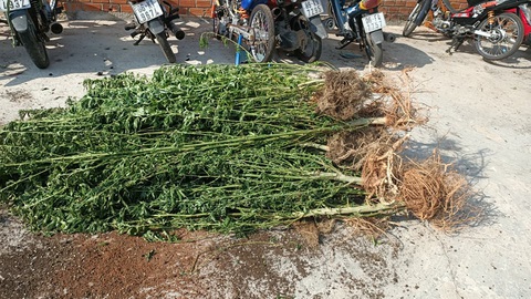 Trồng hàng trăm cây cần sa trong nhà, một người nước ngoài trưng giấy phép của... Canada - Ảnh 1. Trồng hàng trăm cây cần sa trong nhà, một người nước ngoài trưng giấy phép của... Canada - Ảnh 1.