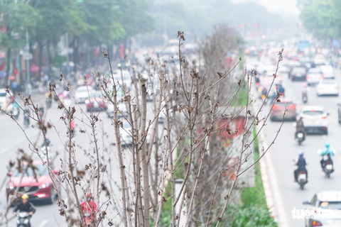 Hàng cây ở khu Ngoại giao đoàn là phong lá đỏ? - Ảnh 8. Hàng cây ở khu Ngoại giao đoàn là phong lá đỏ? - Ảnh 8.