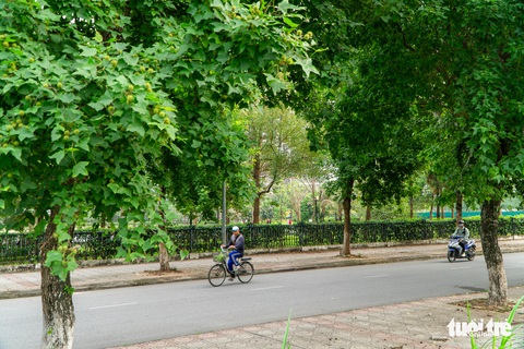 Hàng cây ở khu Ngoại giao đoàn là phong lá đỏ? - Ảnh 1. Hàng cây ở khu Ngoại giao đoàn là phong lá đỏ? - Ảnh 1.