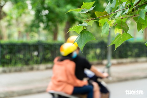 Hàng cây ở khu Ngoại giao đoàn là phong lá đỏ? - Ảnh 6. Hàng cây ở khu Ngoại giao đoàn là phong lá đỏ? - Ảnh 6.