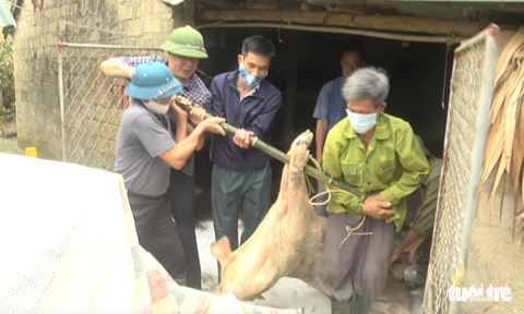 Vô tư vứt xác heo hàng tạ xuống sông - Ảnh 5. Vô tư vứt xác heo hàng tạ xuống sông - Ảnh 5.