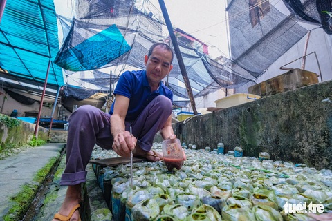 Nuôi cá chọi trong hàng ngàn vỏ chai phế liệu - Ảnh 5. Nuôi cá chọi trong hàng ngàn vỏ chai phế liệu - Ảnh 5.
