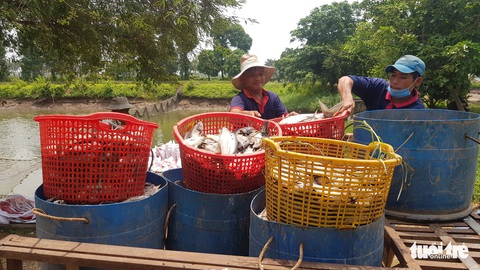 Người nuôi cá tra ‘tố’ doanh nghiệp nạo vét thông luồng gây sạt lở nặng - Ảnh 6. Người nuôi cá tra ‘tố’ doanh nghiệp nạo vét thông luồng gây sạt lở nặng - Ảnh 6.