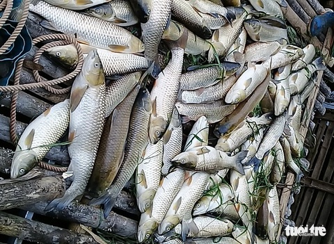 Truy tìm nguyên nhân cá sông và biển chết hàng loạt ở Thanh Hóa và Nghệ An - Ảnh 2. Truy tìm nguyên nhân cá sông và biển chết hàng loạt ở Thanh Hóa và Nghệ An - Ảnh 2.