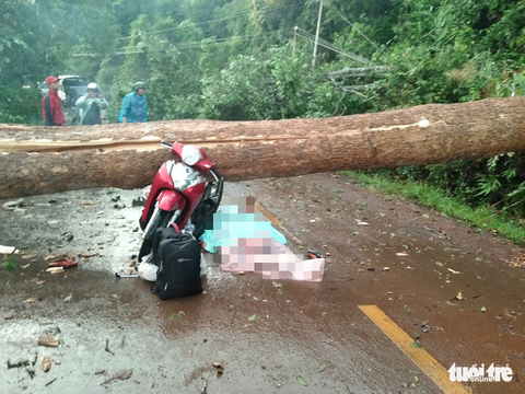 Cây đổ ngang đường Đắk Nông - Lâm Đồng đè chết người đi xe máy - Ảnh 2. Cây đổ ngang đường Đắk Nông - Lâm Đồng đè chết người đi xe máy - Ảnh 2.