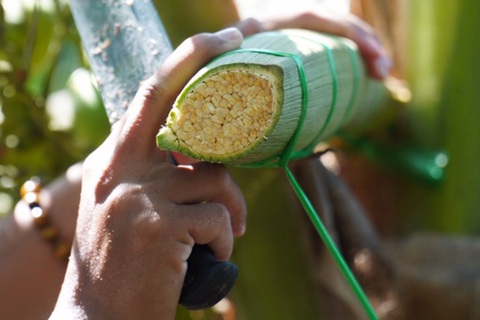 Mật hoa dừa từ bàn tay người cầm phấn - Ảnh 3. Mật hoa dừa từ bàn tay người cầm phấn - Ảnh 3.