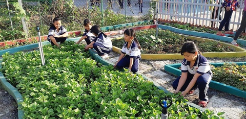 Vườn rau xanh mướt của học sinh tiểu học, phụ huynh nhìn thấy mua ngay - Ảnh 1. Vườn rau xanh mướt của học sinh tiểu học, phụ huynh nhìn thấy mua ngay - Ảnh 1.