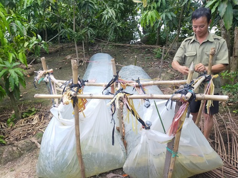 Nam Bộ mưa nhưng nhà vườn vẫn phải cảnh giác nước mặn - Ảnh 1. Nam Bộ mưa nhưng nhà vườn vẫn phải cảnh giác nước mặn - Ảnh 1.
