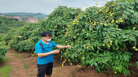Thủ tướng đồng ý cho 190 thương nhân Trung Quốc vào thu mua vải thiều Lục Ngạn - Ảnh 2. Thủ tướng đồng ý cho 190 thương nhân Trung Quốc vào thu mua vải thiều Lục Ngạn - Ảnh 2.