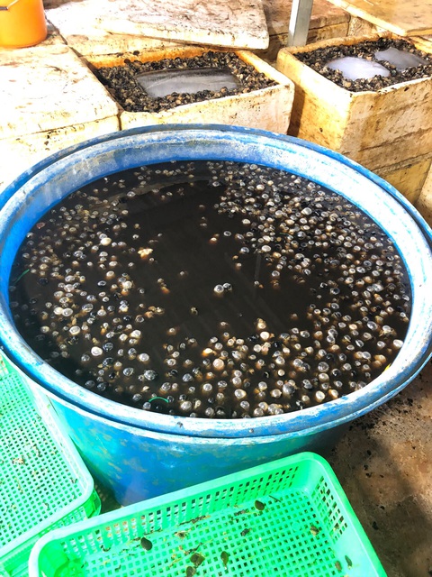 Một cơ sở ở quận 8 ngâm hóa chất hàng tấn thịt ốc bươu để nở, bóng khi bán - Ảnh 2. Một cơ sở ở quận 8 ngâm hóa chất hàng tấn thịt ốc bươu để nở, bóng khi bán - Ảnh 2.