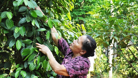 45 năm, cuộc bầu cử trên non sông thống nhất - Kỳ 2: Nữ đại biểu miền giới tuyến - Ảnh 2. 45 năm, cuộc bầu cử trên non sông thống nhất - Kỳ 2: Nữ đại biểu miền giới tuyến - Ảnh 2.