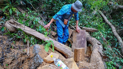 Chảy máu rừng đặc dụng Cham Chu: Tàn sát cổ thụ để lấy nu gỗ - Ảnh 3. Chảy máu rừng đặc dụng Cham Chu: Tàn sát cổ thụ để lấy nu gỗ - Ảnh 3.
