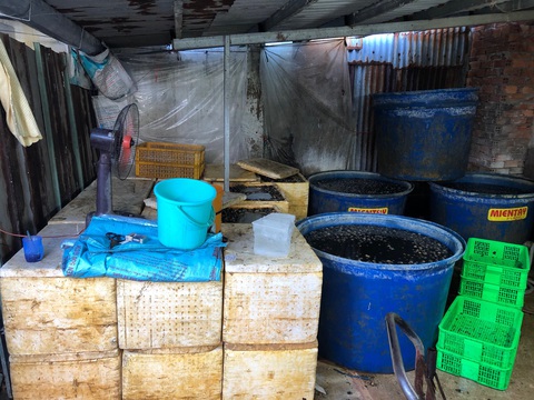 Một cơ sở ở quận 8 ngâm hóa chất hàng tấn thịt ốc bươu để nở, bóng khi bán - Ảnh 1. Một cơ sở ở quận 8 ngâm hóa chất hàng tấn thịt ốc bươu để nở, bóng khi bán - Ảnh 1.