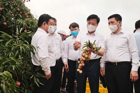 Bộ trưởng Lê Minh Hoan: Vải em là vải vườn nhà. Em là con gái Thanh Hà xứ Đông - Ảnh 1. Bộ trưởng Lê Minh Hoan: Vải em là vải vườn nhà. Em là con gái Thanh Hà xứ Đông - Ảnh 1.