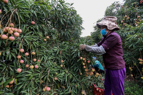 Bộ trưởng Lê Minh Hoan: Vải em là vải vườn nhà. Em là con gái Thanh Hà xứ Đông - Ảnh 4. Bộ trưởng Lê Minh Hoan: Vải em là vải vườn nhà. Em là con gái Thanh Hà xứ Đông - Ảnh 4.