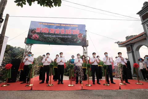 Bộ trưởng Lê Minh Hoan: Vải em là vải vườn nhà. Em là con gái Thanh Hà xứ Đông - Ảnh 2. Bộ trưởng Lê Minh Hoan: Vải em là vải vườn nhà. Em là con gái Thanh Hà xứ Đông - Ảnh 2.