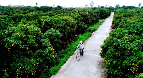 Bộ trưởng Lê Minh Hoan: Vải em là vải vườn nhà. Em là con gái Thanh Hà xứ Đông - Ảnh 6. Bộ trưởng Lê Minh Hoan: Vải em là vải vườn nhà. Em là con gái Thanh Hà xứ Đông - Ảnh 6.
