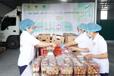 Bộ trưởng Lê Minh Hoan: Vải em là vải vườn nhà. Em là con gái Thanh Hà xứ Đông - Ảnh 8. Bộ trưởng Lê Minh Hoan: Vải em là vải vườn nhà. Em là con gái Thanh Hà xứ Đông - Ảnh 8.
