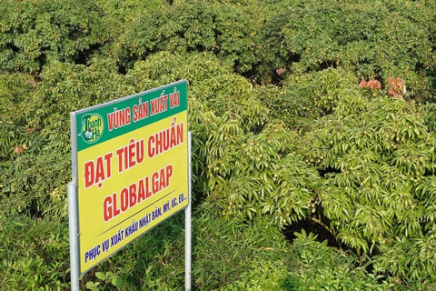 Bộ trưởng Lê Minh Hoan: Vải em là vải vườn nhà. Em là con gái Thanh Hà xứ Đông - Ảnh 7. Bộ trưởng Lê Minh Hoan: Vải em là vải vườn nhà. Em là con gái Thanh Hà xứ Đông - Ảnh 7.