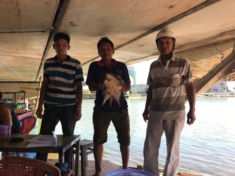 Làm chồ rớ trên đầm Thị Nại, ngư dân bất ngờ bắt được rùa cá sấu quê tận Bắc Mỹ - Ảnh 1. Làm chồ rớ trên đầm Thị Nại, ngư dân bất ngờ bắt được rùa cá sấu quê tận Bắc Mỹ - Ảnh 1.